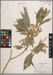 Foto von Salix daphnoides Vill.